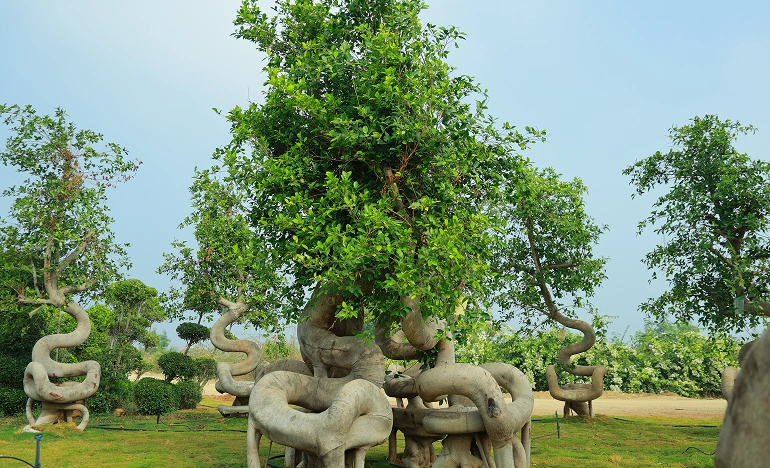 Adventure Zone - Rope Course